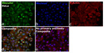 Vinculin Recombinant Rabbit Monoclonal Antibody (9I3Y8)