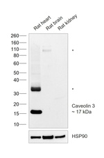 Caveolin 3 Antibody in Western Blot (WB)