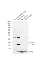 Caveolin 3 Antibody in Western Blot (WB)
