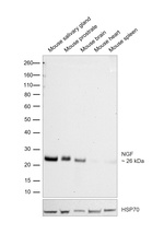 NGF Antibody in Western Blot (WB)
