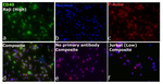 CD40 Recombinant Rabbit Monoclonal Antibody (BLR056F)