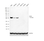 CD40 Antibody