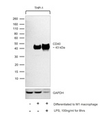 CD40 Antibody