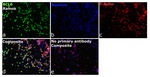 BCL6 Recombinant Rabbit Monoclonal Antibody (BLR143H)