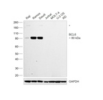 BCL6 Antibody in Western Blot (WB)