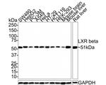LXR beta Antibody in Western Blot (WB)