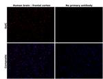 GALC Antibody in Immunohistochemistry (Paraffin) (IHC (P))