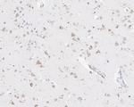 GALC Antibody in Immunohistochemistry (Paraffin) (IHC (P))