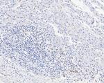 GALC Antibody in Immunohistochemistry (Paraffin) (IHC (P))