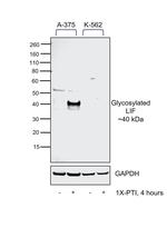 LIF Antibody