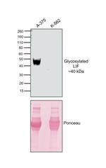 LIF Antibody in Western Blot (WB)