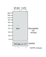 LIF Antibody in Western Blot (WB)
