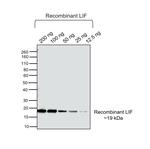 LIF Antibody in Western Blot (WB)
