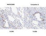 STING Antibody in Immunohistochemistry (Paraffin) (IHC (P))