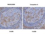 STING Antibody in Immunohistochemistry (Paraffin) (IHC (P))
