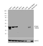 STING Antibody in Western Blot (WB)