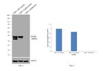 STING Antibody in Western Blot (WB)