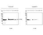 STING Antibody in Western Blot (WB)