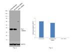 Fra1 Antibody in Western Blot (WB)