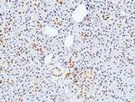 CDX2 Antibody in Immunohistochemistry (Paraffin) (IHC (P))