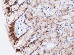 Claudin 18.2 Antibody in Immunohistochemistry (Paraffin) (IHC (P))