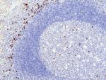 Human IgA (Heavy chain) Antibody in Immunohistochemistry (Paraffin) (IHC (P))