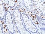 Human IgA (Heavy chain) Antibody in Immunohistochemistry (Paraffin) (IHC (P))
