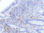 Human IgA (Heavy chain) Antibody in Immunohistochemistry (Paraffin) (IHC (P))