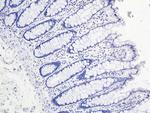 MUC17 Antibody in Immunohistochemistry (Paraffin) (IHC (P))