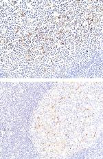 CD137 Antibody in Immunohistochemistry (Paraffin) (IHC (P))