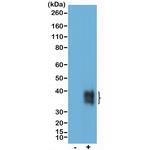 CD137 Antibody in Western Blot (WB)