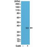 Phospho-EIF2S1 (Ser51) Antibody in Western Blot (WB)