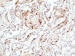 Phospho-ERK1/2 (Thr202, Tyr204) Antibody in Immunohistochemistry (Paraffin) (IHC (P))