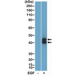 Phospho-ERK1/2 (Thr202, Tyr204) Antibody in Western Blot (WB)