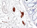 Phospho-Tau (Ser396) Antibody in Immunohistochemistry (Paraffin) (IHC (P))