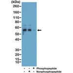 Phospho-Tau (Ser396) Antibody in Western Blot (WB)