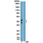 Phospho-JNK1/JNK2/JNK3 (Thr183, Tyr185) Antibody in Western Blot (WB)