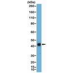 ERK1 Antibody in Western Blot (WB)