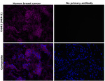 ErbB2 (HER-2) Recombinant Rabbit Monoclonal Antibody (RM228)