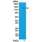 HIF1A Antibody in Western Blot (WB)
