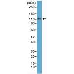E-cadherin Antibody in Western Blot (WB)