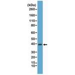 p38 MAPK Antibody in Western Blot (WB)