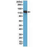 CD146 Antibody in Western Blot (WB)
