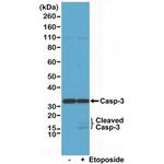 Caspase 3 Antibody in Western Blot (WB)