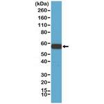 AKT1 Antibody in Western Blot (WB)