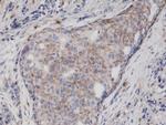 CD44 Antibody in Immunohistochemistry (Paraffin) (IHC (P))