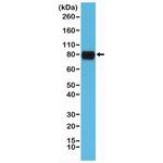 CD44 Antibody in Western Blot (WB)