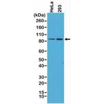 beta Catenin Antibody in Western Blot (WB)