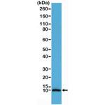 S100B Antibody in Western Blot (WB)