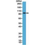 B-Raf Antibody in Western Blot (WB)